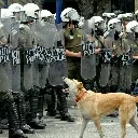 woof138