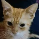 zhir3783.0_28826 avatar