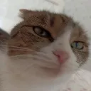 sosiska_babidjon