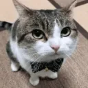 kotaro_the_cat