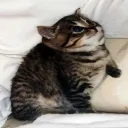 stfubrb