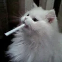 jikaballa