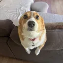 bigdoggu