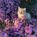 avatar Klemon Lemon (Istp)