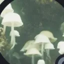 vbsx