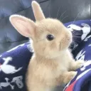 nalasbugz