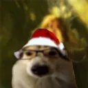 thecolordog