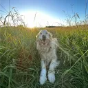 yourlocalanimallover