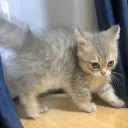 smiscee
