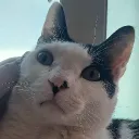 harusarri
