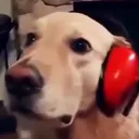 biscuits_gaming