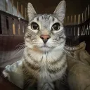 dahoodgilbert