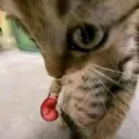 tramafia_05864 avatar