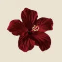 vanessa_elizabeth avatar