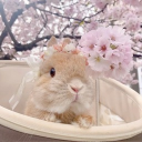 avatar lele ❀˚｡