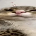 insegno