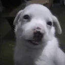 toma1234_babprosigma avatar