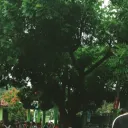 nattazreaa