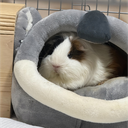 ゼキッチ