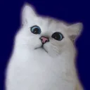 cat_purrs_in_graphite