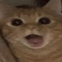xxdragonkitsunexx