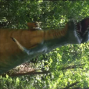 klaus.veen#8529's avatar