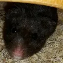 x_ghostlegend_x avatar