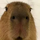 steve_nl