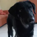 papasovietica234 avatar