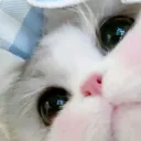chickycici