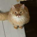 avatar 𝓁𝒶𝒾𝓁𝒶 ⋆. 𐙚 ˚