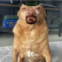 c0jeperros_44260