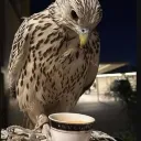 ali_423