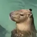 Аватар capybulba