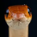 danger.noodle098 avatar