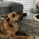 Indoraptor2023craft