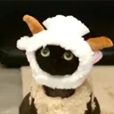 grace.lovecat