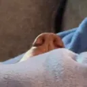 themoo