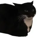 maxwell_da_cat_19064