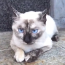 avatar 藍鯊サメ🦈