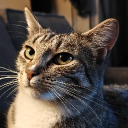 User icon