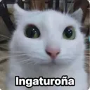 salvaae