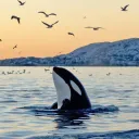 funshamu
