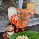 tugiaidieu