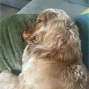 royalpug_official_account