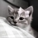 x.mccat