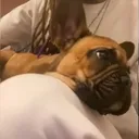 milokobra