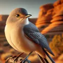 thedesertcatbird