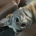 nomnom.on.rift
