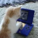 radiocat_forrealsies